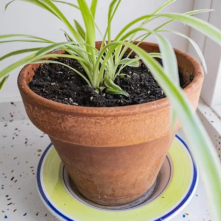 Fuentes Daire Zaragoza